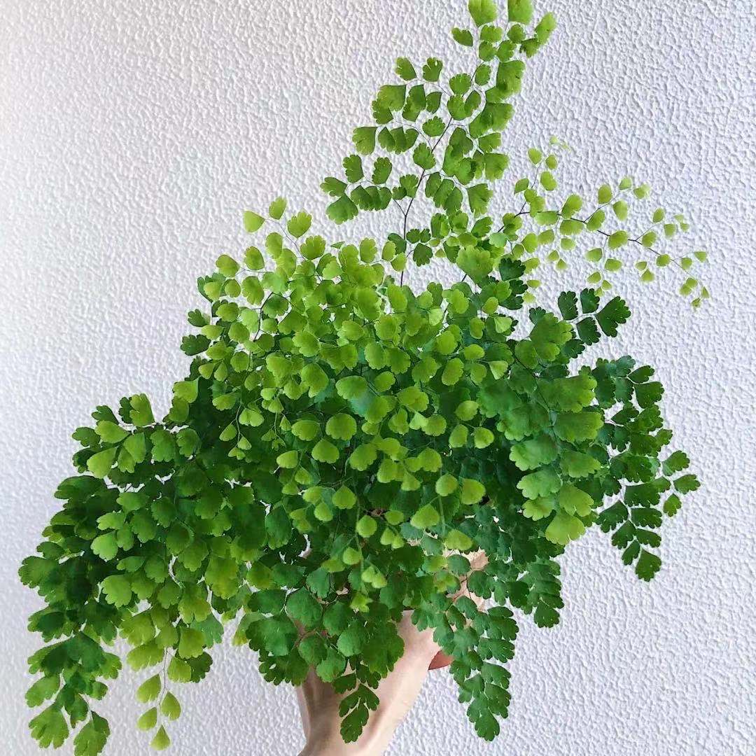 治愈系蕨类喜水四季常绿好养植物
