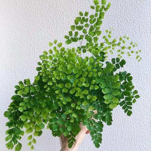 治愈系蕨类喜水四季常绿好养植物