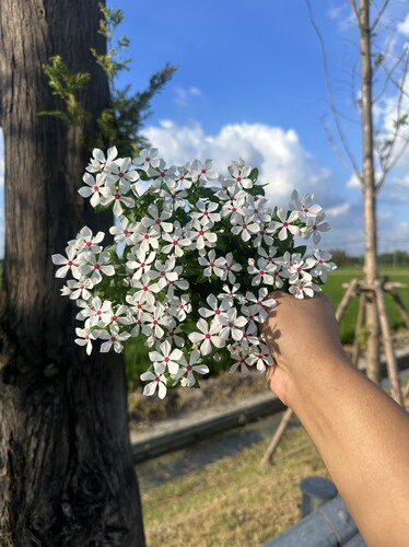 喜阳植物长春花耐高温暴晒