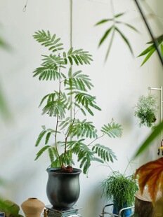 密叶猴耳环盆栽 四季常青绿植 室内阳台花园盆栽植物 易养护