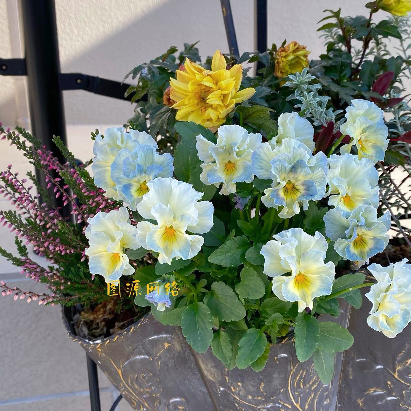 直播优惠专拍链接多个品种集合