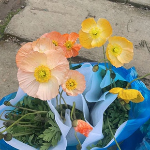 冰岛虞美人盆栽 耐寒带花苞发货 春季花园庭院喜阳耐晒花卉