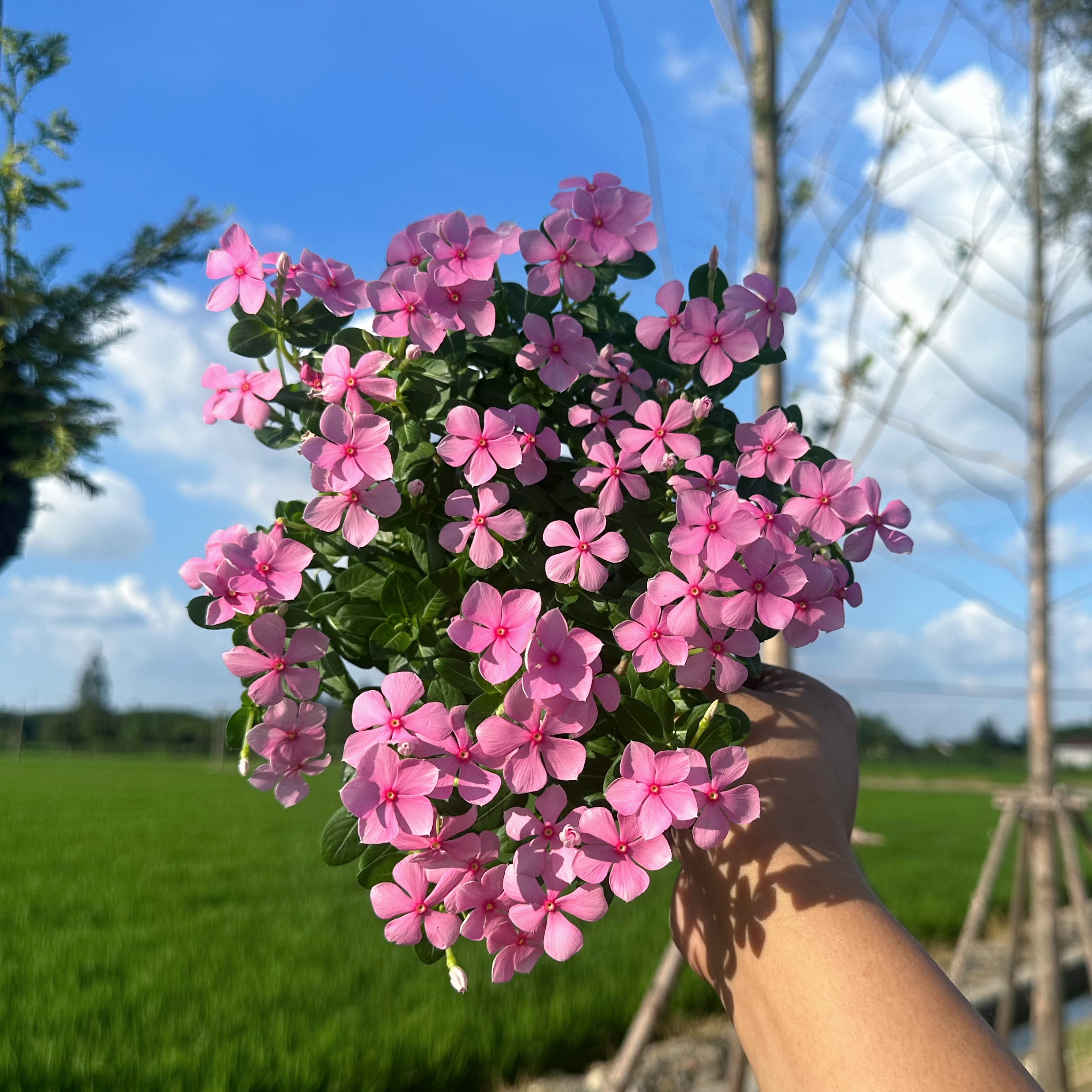 喜阳植物长春花耐高温暴晒