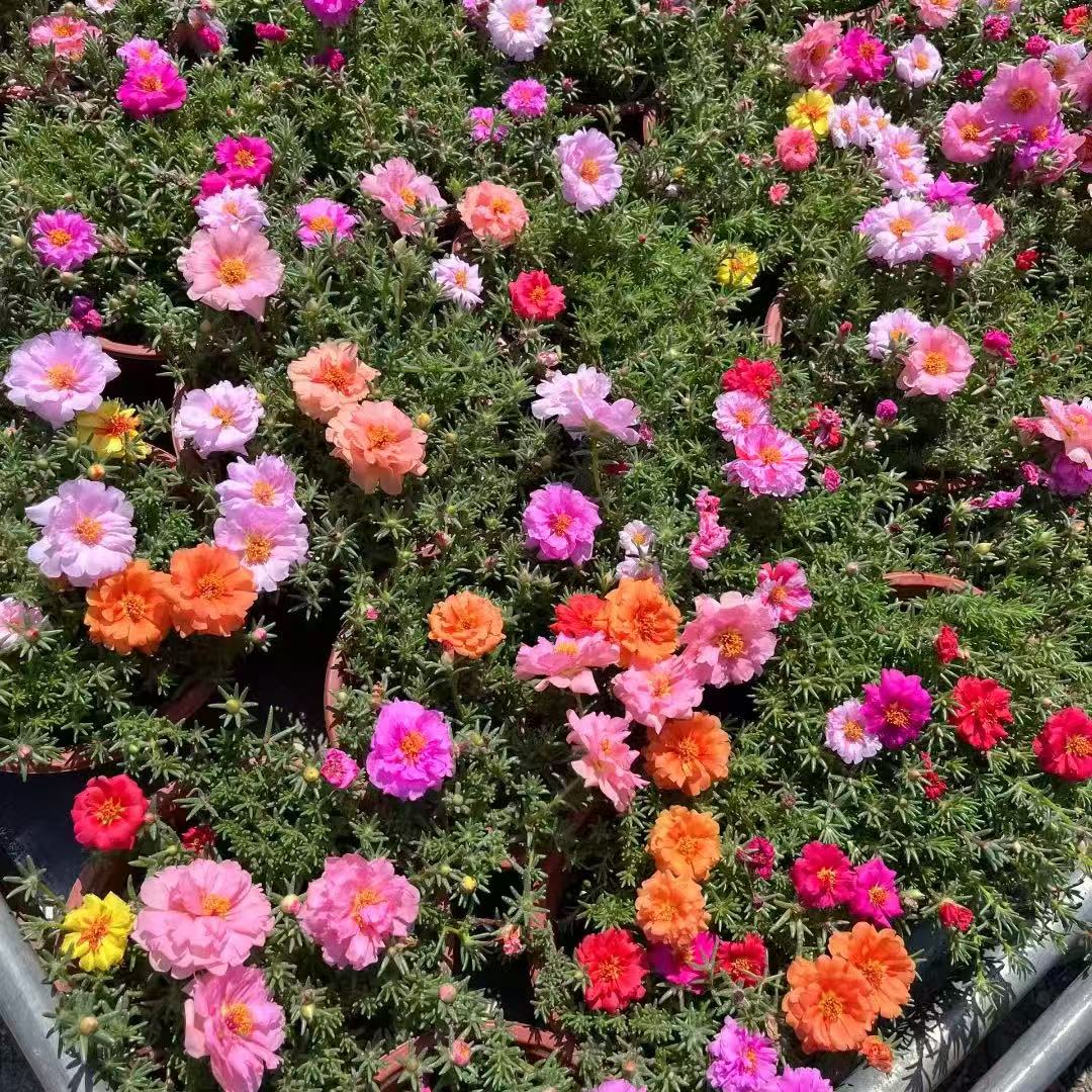 重瓣太阳花耐高温暴晒花卉