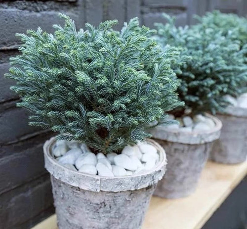 四季赏叶百搭植物蓝湖柏盆栽