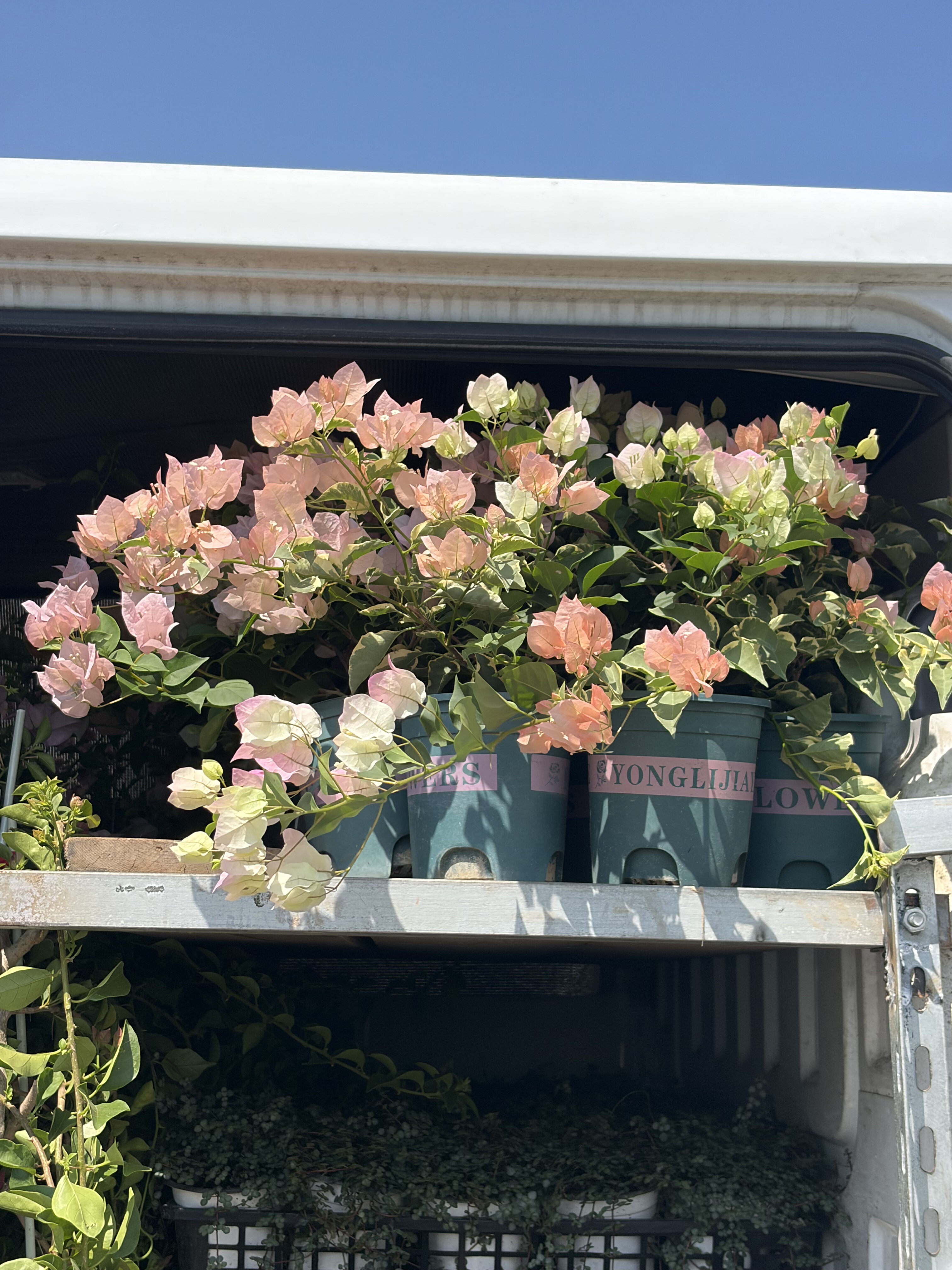 三角梅盆栽 带花四季开花老桩 婆罗洲樱花品种  耐高温暴晒