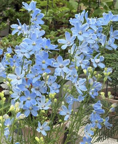 小花飞燕草盆栽 春季开花花园阳台喜阳花卉 耐寒多年生植物 仙气