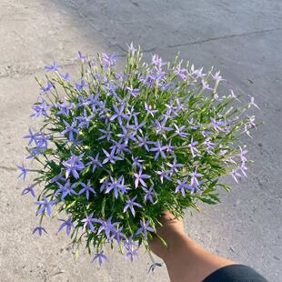 耐高温暴晒花卉 彩星花流星花同瓣草盆栽耐热阳台盆栽多季节开花