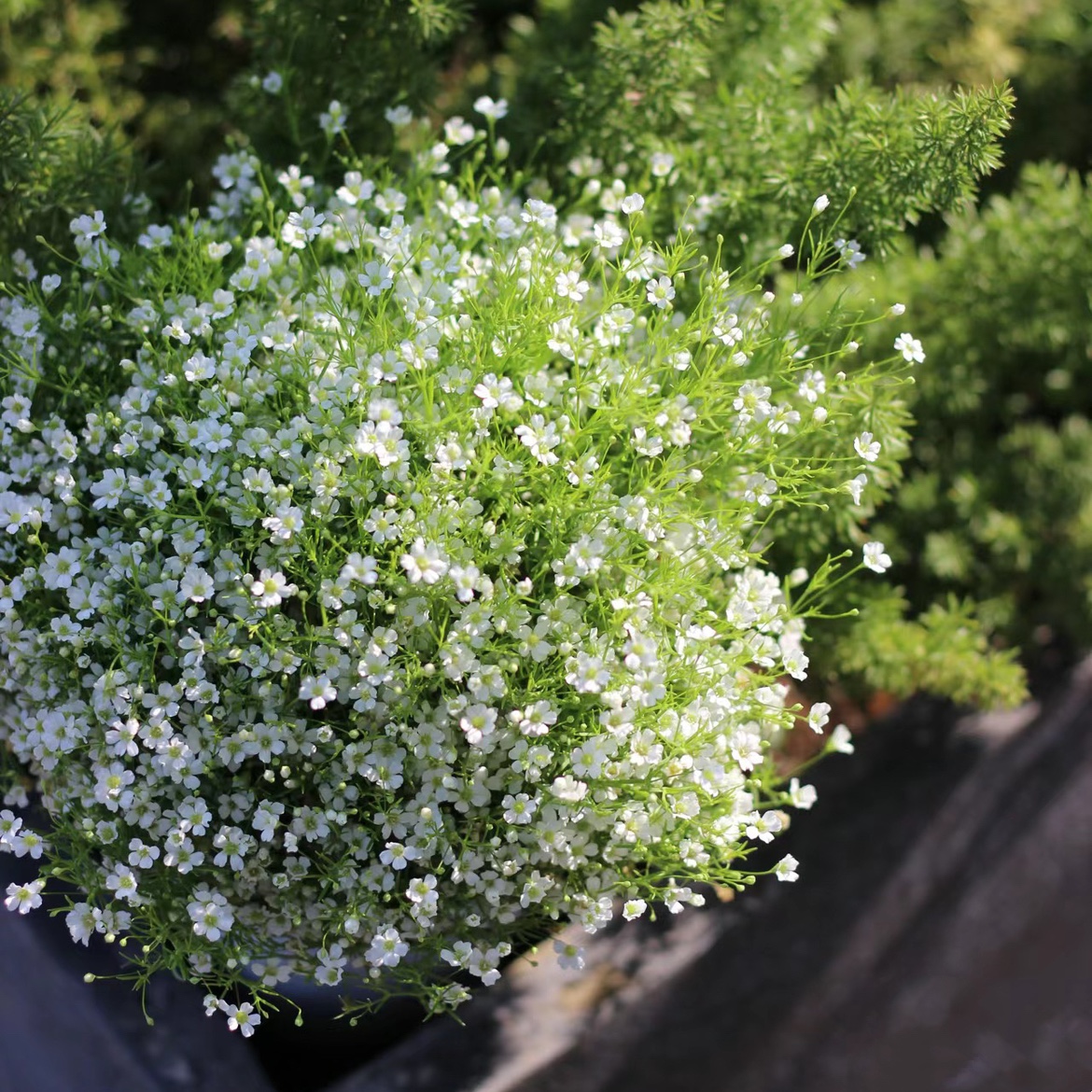 婚纱满天星盆栽植物带花发货多年生草本庭院阳台丰花垂吊开花植物