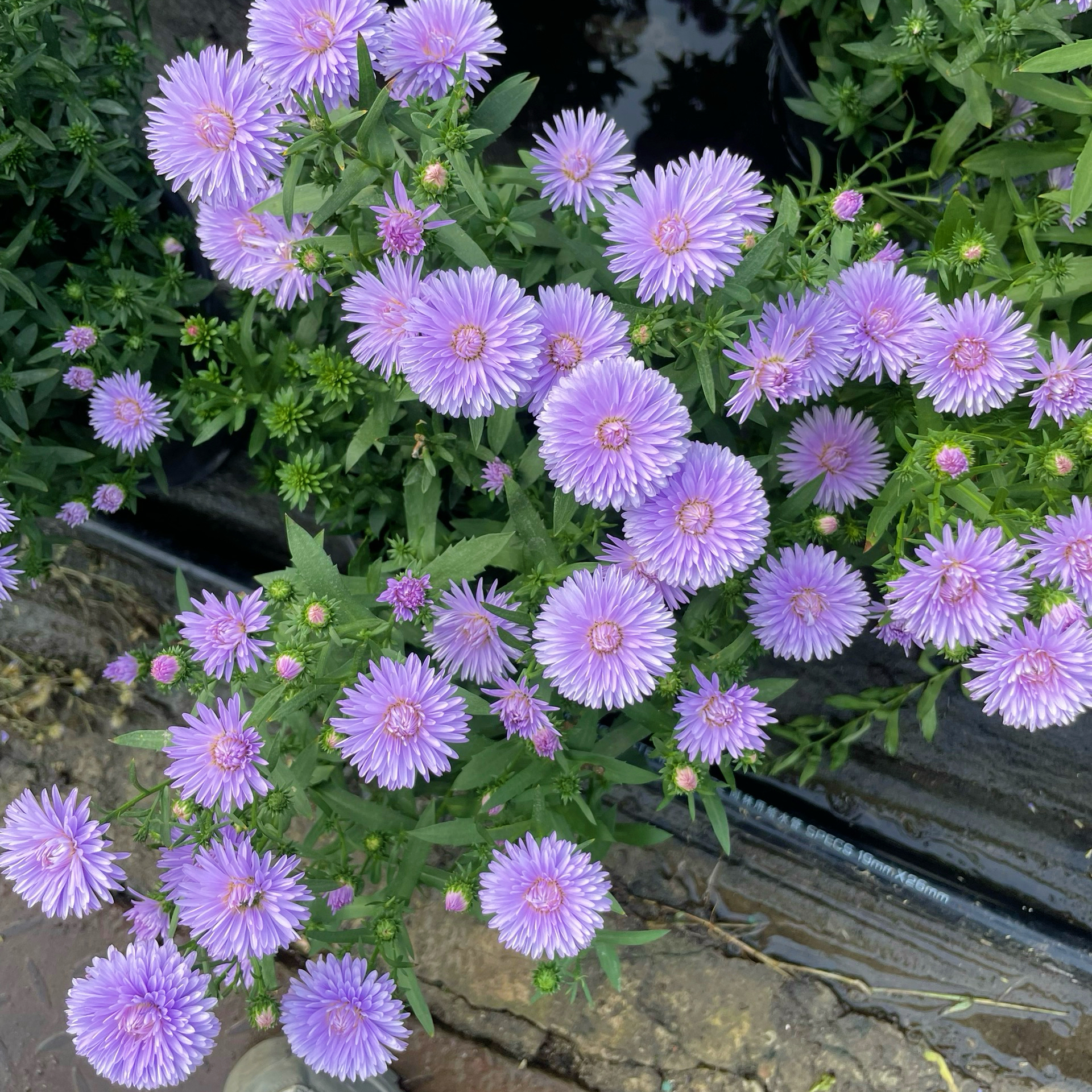 丹麦翠菊盆栽 紫菀花带花苞发货秋冬季节开花 好养耐热耐寒易爆花
