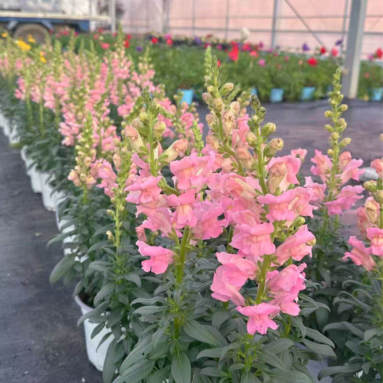 耐寒爆花花卉金鱼草盆栽带花苞 别墅庭院民宿花园花境植物花期久