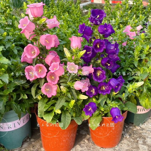 酒杯风铃草盆栽花期久