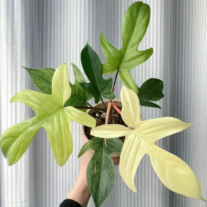 佛罗里达幽灵飞机蔓绿绒Floridaghost进口室内观叶绿植盆栽