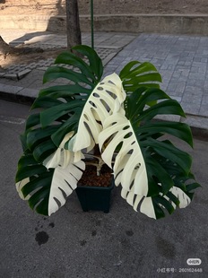 白锦龟背竹 锦化龟背竹 一物一拍 荷兰花斑白龟 网红室内盆栽绿植