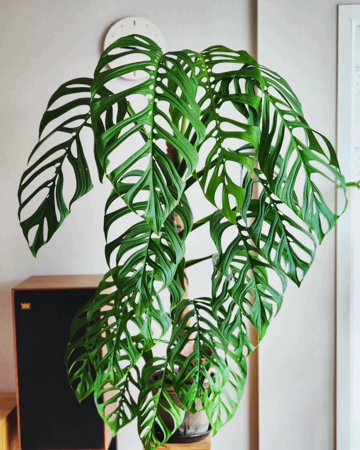 晨曦花园 巨洞龟背竹 Monstera Epipremnoides耐荫好养 高级观叶