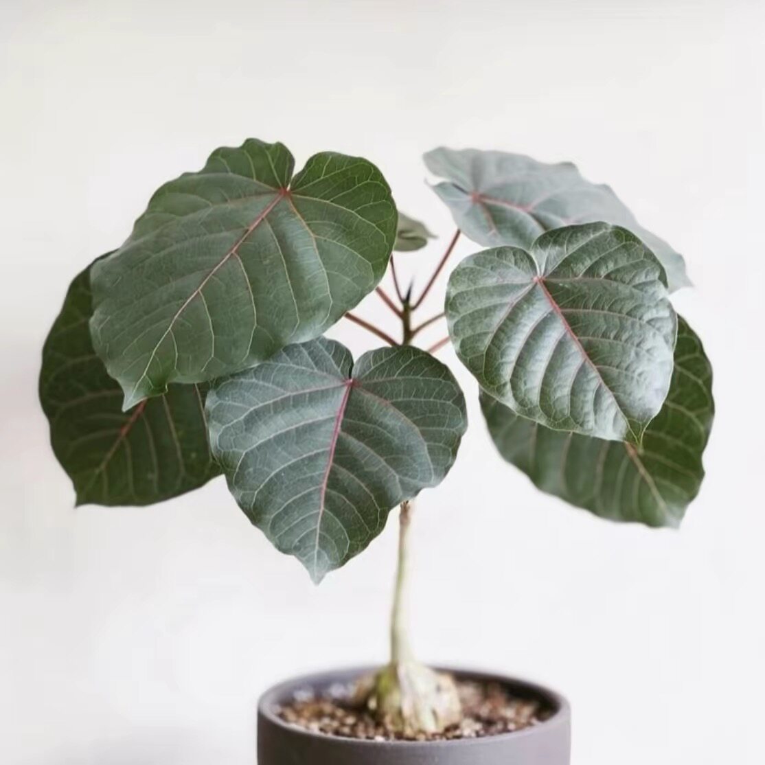 稀有品种红脉榕爱心蓉盆栽绿植 INS风网红绿植荷兰进口植物盆栽