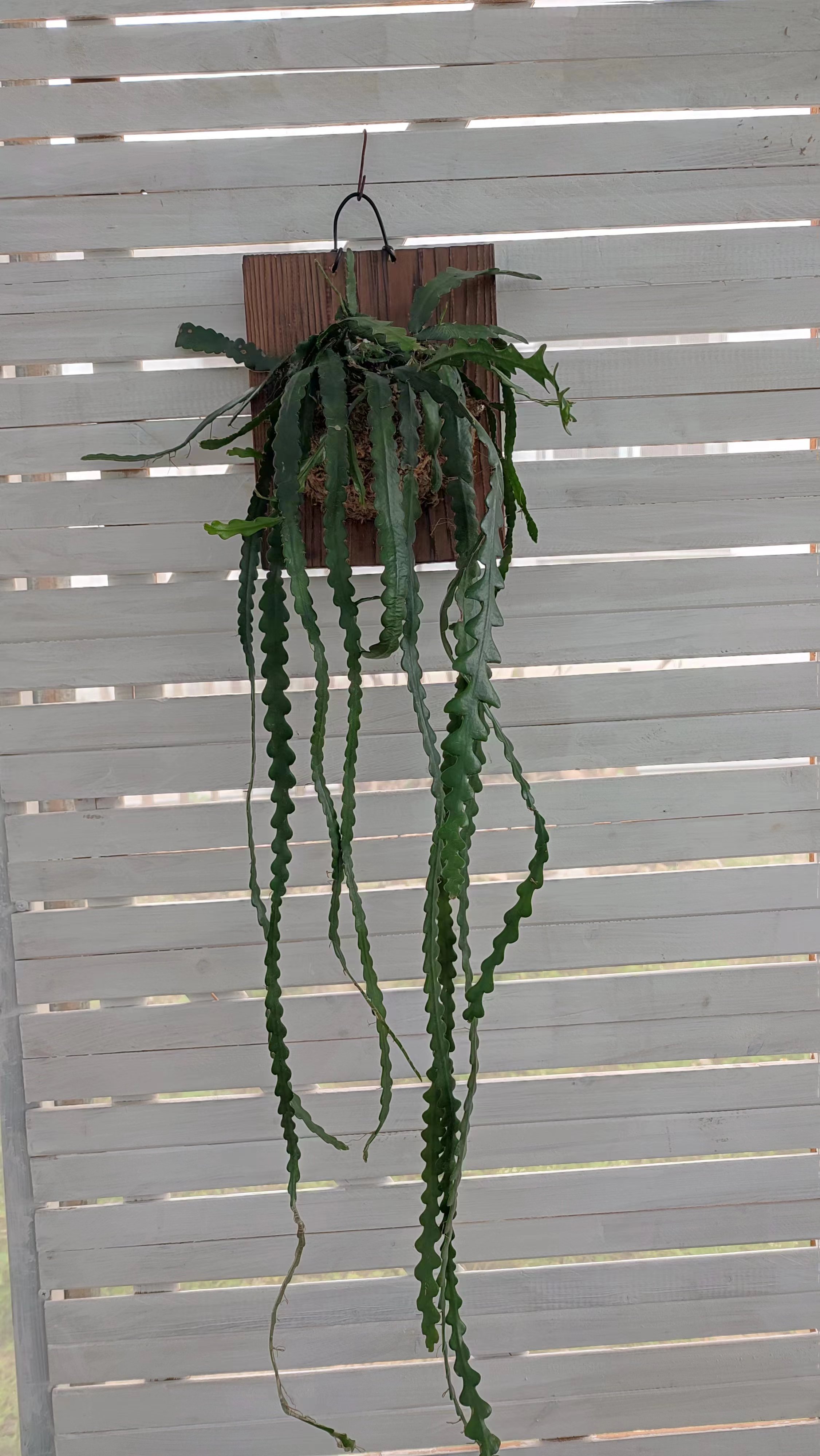鱼骨令箭垂钓板植植物