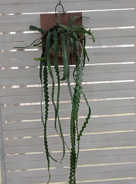 鱼骨令箭荷花小众个性办公桌面盆栽藤蔓小盆景观叶四季常绿花卉