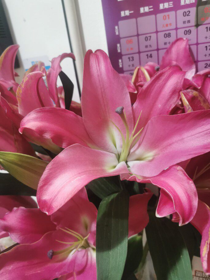 普拉芬多香水百合粉红色百合大云南昆明斗南直发