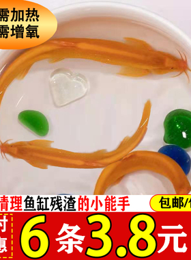 观赏鱼苗小金龙黄金泥鳅苗活体招财鱼冷水鱼垃圾鱼淡水鱼清道夫鱼