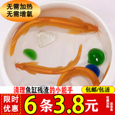 黄金泥鳅活体鱼缸好养耐活清道夫