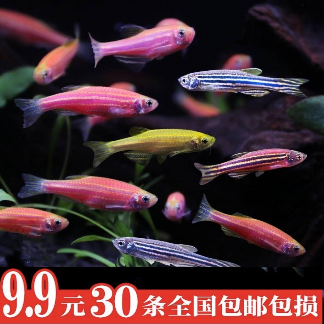 斑马鱼活体小型好养耐活鱼淡水练手鱼下崽狂魔鱼冷水小鱼活观赏鱼