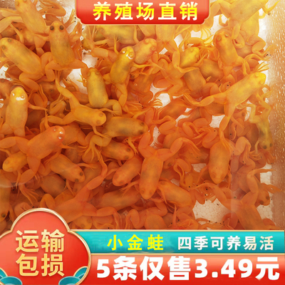 饲料招财观赏活体小金蛙