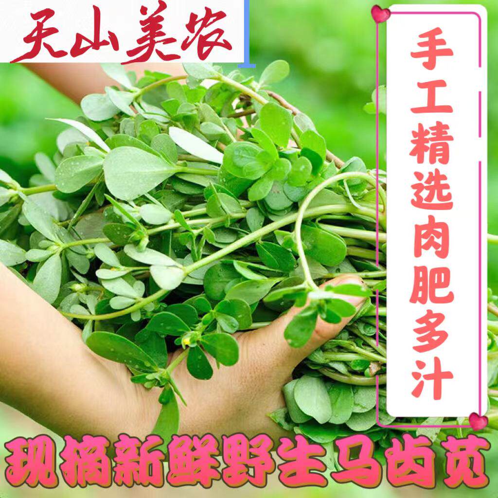 新鲜马齿苋天然食用野菜马齿菜马峰菜长寿菜蚂蚱菜敷脸淡斑凉拌菜