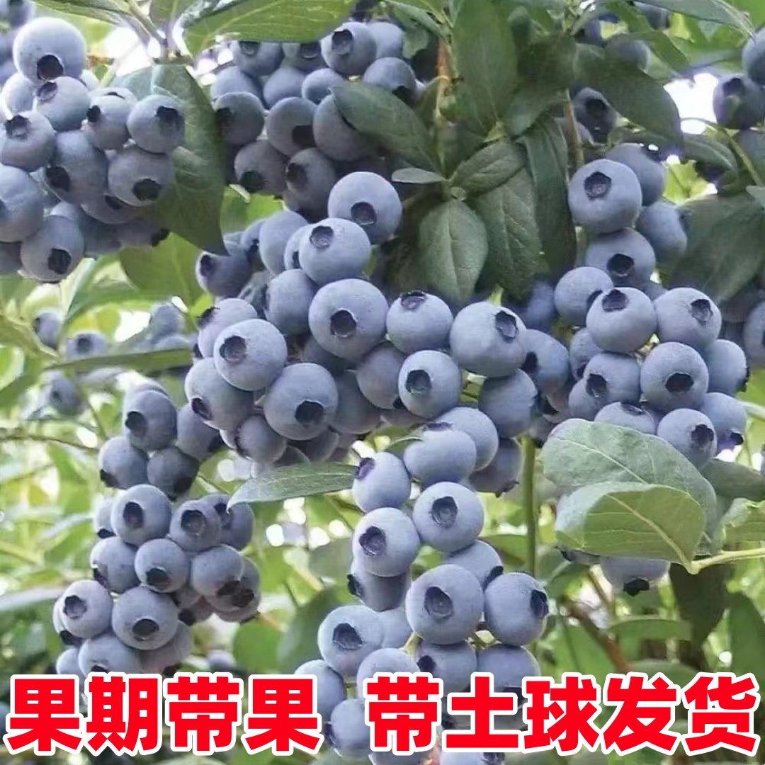 蓝莓树果苗带大果蓝莓苗盆栽地栽南北方种植苗奥尼尔l25果树阳台