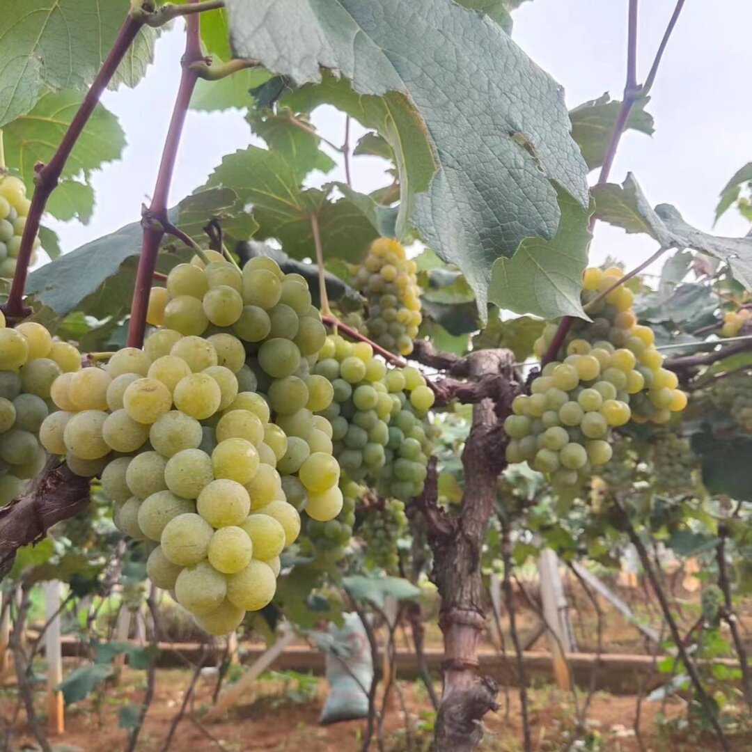 水晶葡萄苗玫瑰香味蜜甜浓香爬藤葡萄树南北方种植庭院阳台种植苗