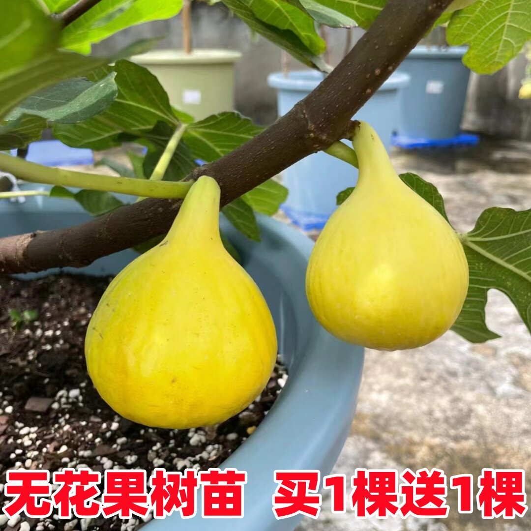 无花果树果苗特大金傲芬无花果树苗耐寒大金无花果苗盆栽地栽种植