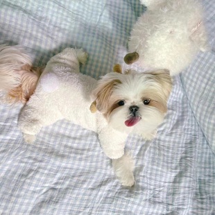 狗狗秋冬装 保暖可爱耳朵比熊泰迪博美小型犬小绵羊加厚四脚衣