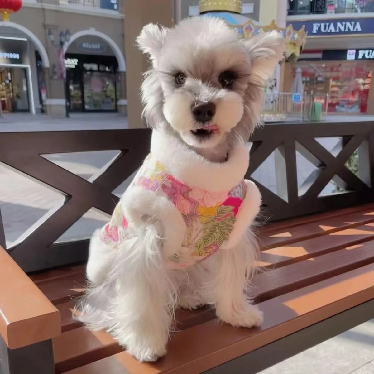 新年小狗狗猫咪衣服秋冬秋冬季泰迪比熊小型宠物喜庆过年保暖唐装