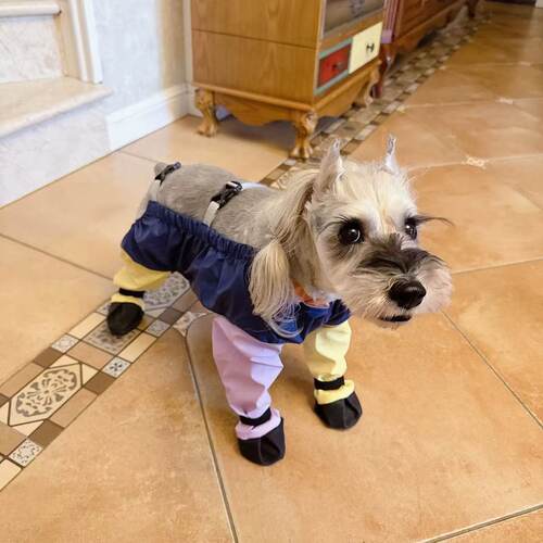 狗狗外出防脏防尿背带裤套中型小型犬泰迪连体裤脚套宠物防水鞋套