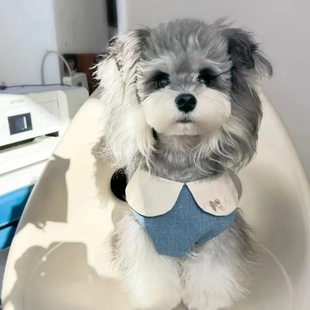 宠物猫咪狗狗春夏牛仔幼稚园翻领刺绣花边裙狗狗宠物衣服马尔济斯