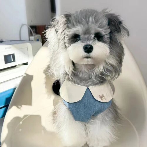 宠物猫咪狗狗春夏牛仔幼稚园翻领刺绣花边裙狗狗宠物衣服马尔济斯