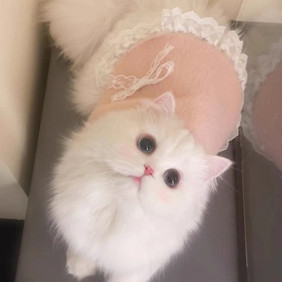 宠物衣服狗狗猫咪秋冬可爱背心加厚马甲保暖外套仿掉毛小型犬