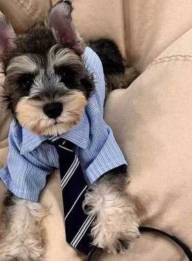 高智感男友宠物猫衣服春夏薄款比熊卡西高地衬衫泰迪小狗夏装公狗