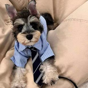 公狗 泰迪小狗夏装 高智感男友宠物猫衣服春夏薄款 比熊卡西高地衬衫