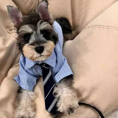 高智感男友宠物猫衣服春夏薄款比熊卡西高地衬衫泰迪小狗夏装公狗