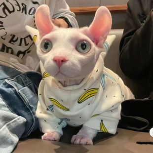 秋冬款 无毛猫德文包肚四脚衣保暖护肚斯芬克斯衣服