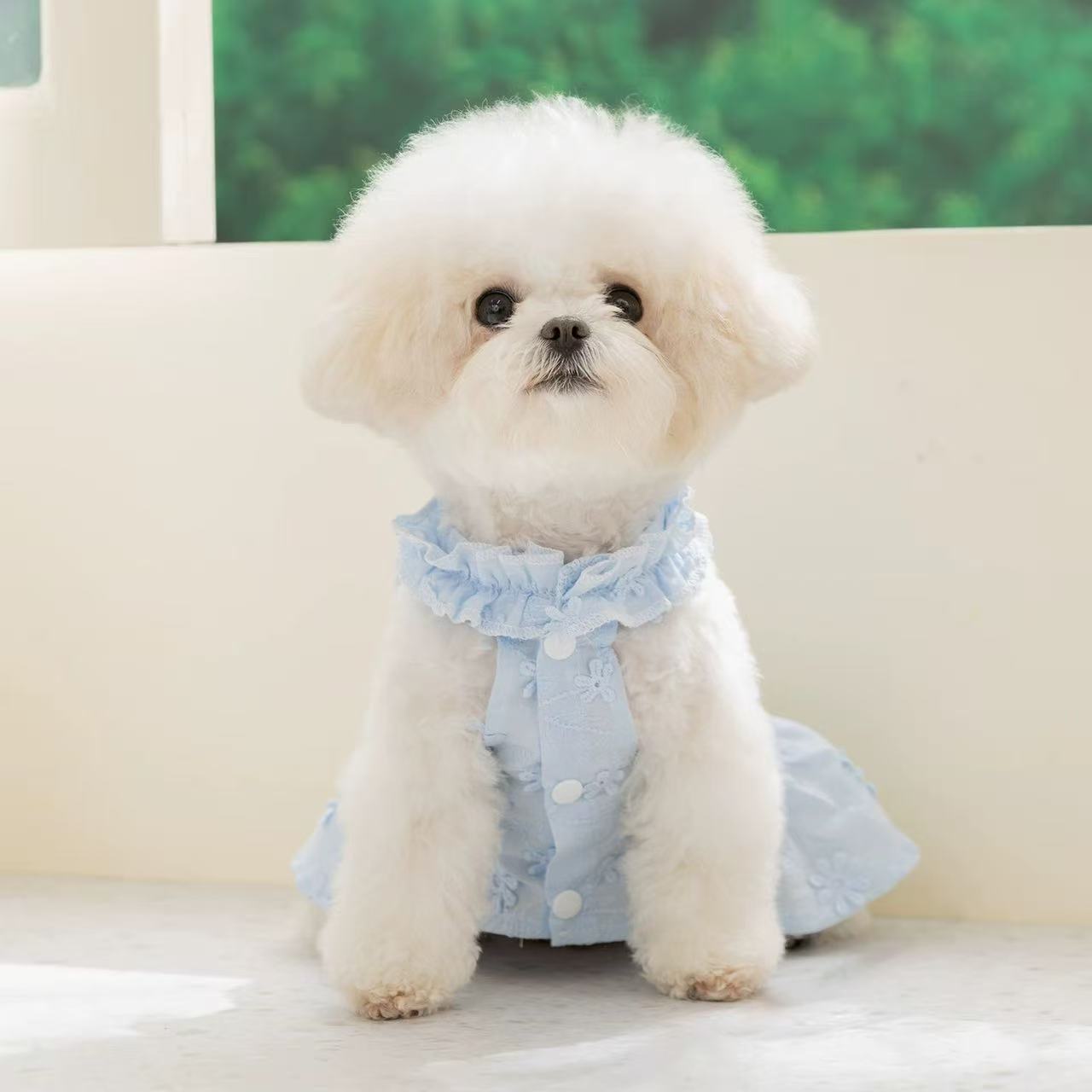 新款狗狗裙子春夏季薄款透气比熊蕾丝公主裙宠物衣服
