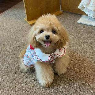 宠物夏季 狗狗衣服泡泡格子猫咪公主香风居家熊博美服泰迪比裙子