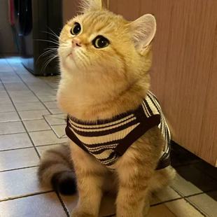 小型幼犬猫咪 泰迪博美宠物背心比熊法斗春秋款 小狗狗衣服夏季 薄款