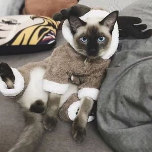 网红同款 博美猫咪小型犬宠物保暖搞怪搞笑四脚 狗狗衣服泰迪秋冬装