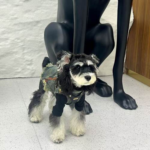 小狗狗衣服春款牛仔马甲雪纳瑞泰迪比熊博美约克夏猫咪背心