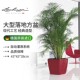 Lechuza德国进口欧式 花盆自吸水方形大落地发财树树脂quadro
