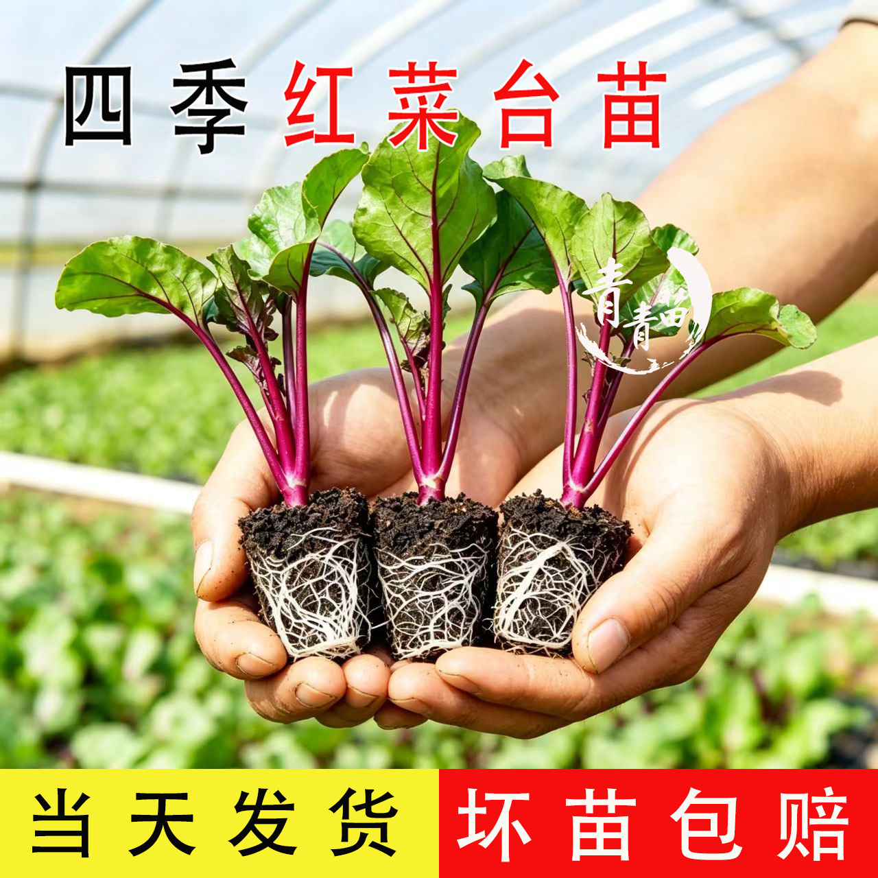 红菜苔苗带土青菜苔苗白菜苔湖北洪山早熟红油菜苔秋冬耐寒蔬菜苗