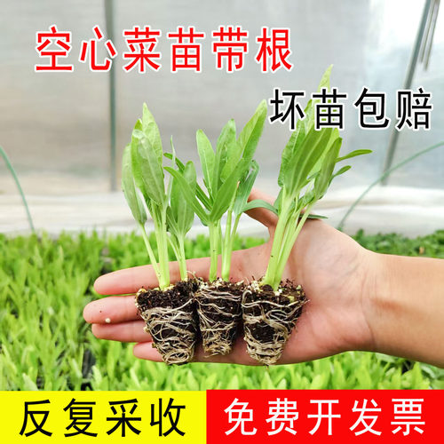 三叉空心菜带根苗高产大叶柳叶