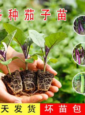 烧烤茄子幼苗老品种子四季蔬菜苗